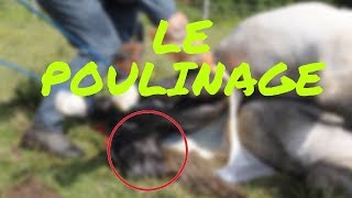 La Naissance Du Poulain  Poulinage [upl. by Enaud769]