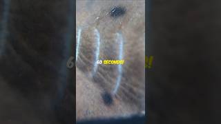 How Do Fish Gills Work facts fish animals [upl. by Adnawal]