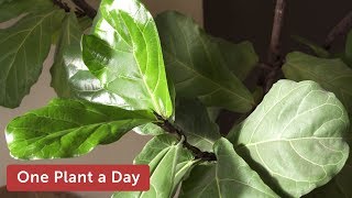 Ficus lyrata Fiddle leaf Fig Houseplant Care – 365 of 365 [upl. by Sardella]