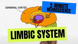 2Minute Neuroscience Limbic System [upl. by Medorra]