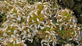 How to Grow Olearia [upl. by Crystie133]