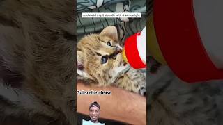 जंगल में मिला बिल्ली Cat 😺 का बच्चा  trending cat shorts [upl. by Garibull]