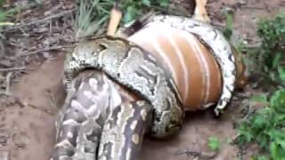 Huge Snake Python Eating A Deer [upl. by Grewitz]