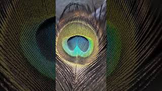 Peacock feathers मोर पंख cuteanimal eagles nature swans cute love peacock [upl. by Lodovico]