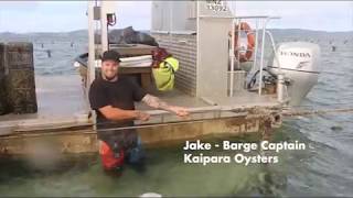 Kaipara Oysters choose Honda Outboards [upl. by Airotnes]