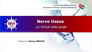 06 General histology Nerve tissue virtual slide guide [upl. by Jangro]