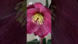 A Hellebores Blooms  Gardening Australia gardeningaustralia [upl. by Tumer]