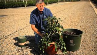 How to Plant Camellias in Pots  Garden Savvy [upl. by Eachelle]