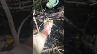 Lions Mane Mushroom Season 😬😬😬 outdoors new wow nature food foraging mushrooms [upl. by Lucille]