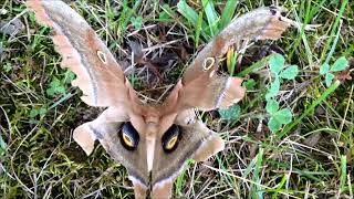 Damaged Polyphemus Moth [upl. by Dami]