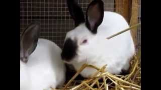 Himalayan Rabbit Lapin Russe Russenkaninchen Jungtierschau KTZV Basel 2013 [upl. by Kenrick]