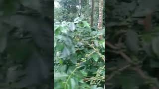 10 Acre Coffee Estate for Sale in Yercaud [upl. by Aserej]