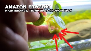 3 COMMON REASONS Why Your Amazon Frogbit Isnt Thriving And How To Fix It [upl. by Mitman]