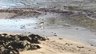 Wildlife of Robert’s Cove Ireland Curlews Oystercatchers and More [upl. by Selway]