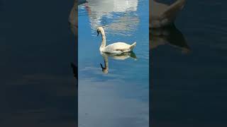 Black Swan Trumpeter Whooper Swan amp Royal Mute Swan Boats Royal Mute Swan Swims with Pekin Ducks [upl. by Oibirot597]