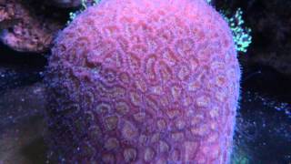 Favia coral care [upl. by Toinette]