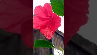 Flower status ytshortlove song 🎶 ❤️tranding viral video 🌺🌺🌺 [upl. by Rurik]