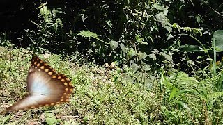 Morpho amphitryon in slo mo [upl. by Ernesta]