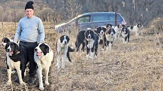 30 DE CAINI CIOBANESTI DE BUCOVINA SI CORBIIN SATUL BATRANI LA FATU ILIE JUD PRAHOVA [upl. by Ingar202]