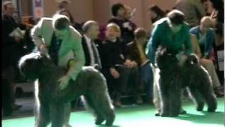 Crufts 2011  Bouvier Des Flandres  Best of Breed [upl. by Emiaj]