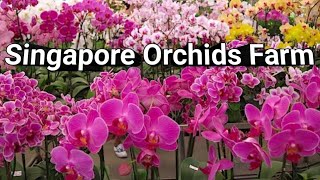 Visiting the Most Famous Orchid Farm in Singapore [upl. by Ahsiuqet]