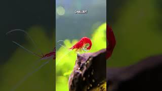 Guppies amp Neocaridina Shrimp Exhibit Fascinating Natural Behaviours 🐟 🦐 [upl. by Toland713]