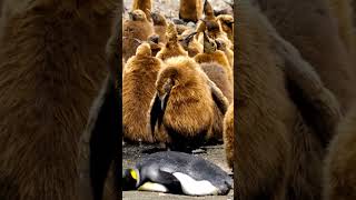 Cutest Penguin Chicks Everpenguin baby животных shorts [upl. by Ben785]