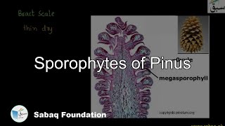 Sporophytes of Pinus Biology Lecture  Sabaqpk [upl. by Enotna]