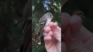 BirdBytes ID  RubyCrowned Kinglets [upl. by Yliab]