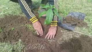 Buhay Probinsya Tara at mag tanim ng Avocado at Niyog  Planting Avocado and coconut tree [upl. by Neyu]