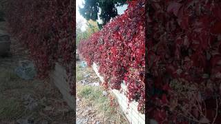 AMERİKAN SARMAŞIĞI  Parthenocissus quinquefolia [upl. by Gilliette]