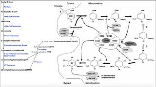 Coenzyme Q  Biosynthesis Function amp Clinical Implications [upl. by Erika703]