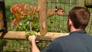 Wild on WANE Sitatunga Feedings [upl. by Anilys412]