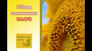 Соняшник Клаус 🌻 опис гібриду 🌻  насіння в Україні [upl. by Stretch143]