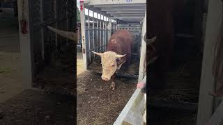 BOOM Baby Our big Bull Boomer arrives home to start breeding the ladies homestead beefcows cows [upl. by Ardnaeel996]