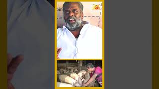 பண்ணிக்காரனுக்கு பண்ணிக் காய்ச்சல் வந்ததில்ல shorts shortsvideo pork fever trabdingvideo [upl. by Romanas553]