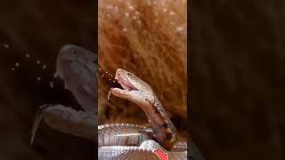 Poisonous Vs Venomous Snakes 🐍 factstelugu ytshorts [upl. by Inahs571]