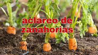 ACLAREO DE ZANAHORIAS🥕 Y TRASPLATE 🌱¡ salvemos las que se puedan‼♥️ [upl. by Anawd483]