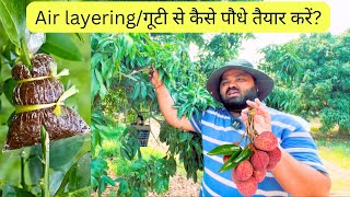 लीची के एयर लेयरिंग गूटी कलम कब और कैसे तैयार करे Litchi Air layeringGutti 🧐🧐 [upl. by Sac]