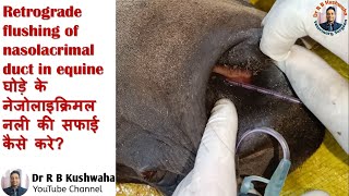 Retrograde flushing of nasolacrimal duct in equineघोड़े के नेजोलेक्रिमल नली के सफाई कैसे करेDr RBK [upl. by Asiar]