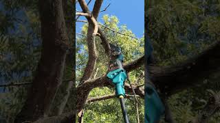 Reaching New Heights 🌳 Pole Saw vs Tall Branches gardening gardeningtips [upl. by Naneik403]