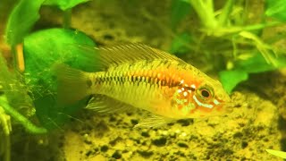 Akwarium 54L  Apistogramma macmasteriaktualizacja zbiornika [upl. by Yasmeen]