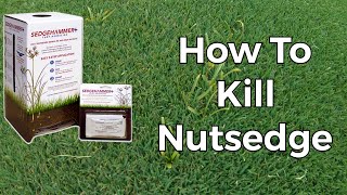 Is SedgeHammer The Best Way To Kill Nutsedge Watch amp See The Results [upl. by Sido]