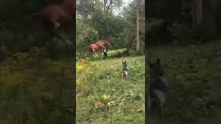 tiktok viral foryou farrier farrierlife farriersoftiktok horse hoof hoofcare satisfying [upl. by Anna]