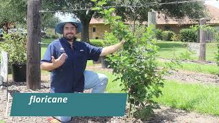 Difference between Floricane and Primocane in Blackberries [upl. by Brooks]