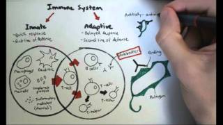 Immunology Overview [upl. by Antons242]