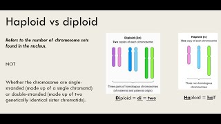 Haploid vs Diploid [upl. by Asert]