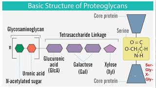 Proteoglycans  Structure and Function [upl. by Guenna849]