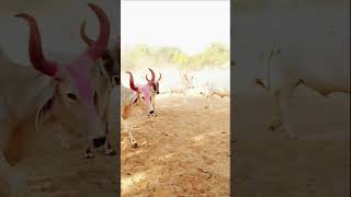 thardesertThey go to war to graze cattle animallover [upl. by Illehs348]