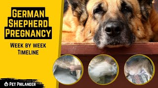 German Shepherd Week by week Pregnancy Timeline  Dog Health [upl. by Hayikaz351]